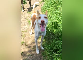 Jumanji – neugieriger Podenco mit liebevollem Wesen