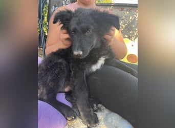 Dobri ein kleiner Spatz