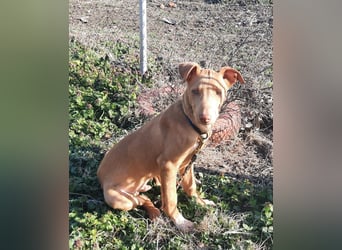 Pharaonenhund Feras