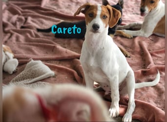 Careto geb. 02/2025 (ESP) - verspielter, kleiner Podenco-Bodeguero Mix Welpe!