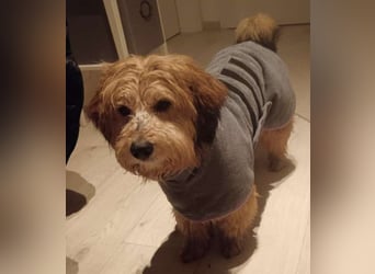 Rennsemmel TOTTI sucht seine Lieblingsmenschen!