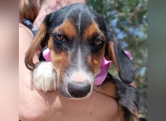 Calypso Welpe Jagdhund Mischling Hündin Junghund sucht Zuhause oder Pflegestelle