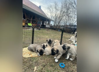 Kangal-Welpen suchen liebevolles Zuhause