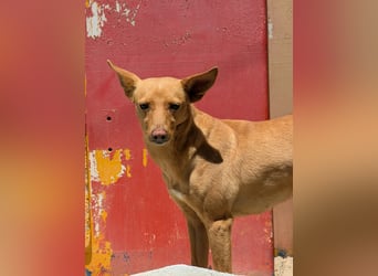 Canela eine schüchterne Podenca