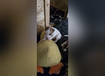 Jack Russell Terrier Welpen