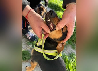 Amigo, geboren 08.04.2023, 35cm sucht sein Zuhause