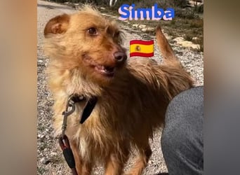 Simba,geb.08/23,süßer Strubbel sucht seine Familie