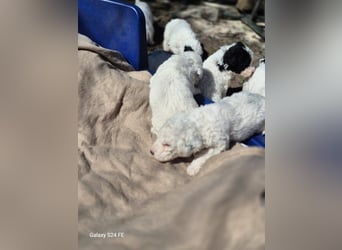 Spanische Wasserhund Welpen reinrassig