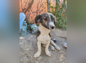 Sarabi, sucht ihre Familie