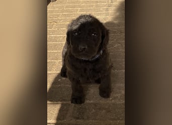 Labradoodle Welpen F2