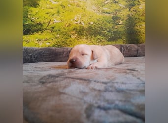 Reinrassige Labradorwelpen