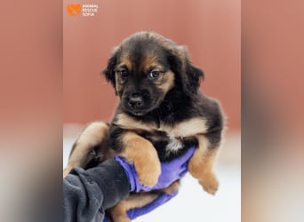 Kleine Shushulka sucht ihr großes Glück