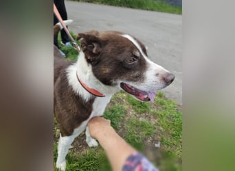 Cayo, 5 Jahre, sucht kompetentes Zuhause