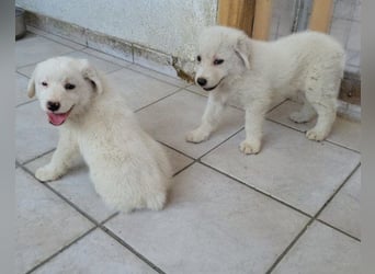Welpe ♥Lorenz♥ der kleine Charmeur