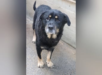 Darko Rottweiler Mischling Rüde Senior sucht Zuhause für immer oder Pflegestelle