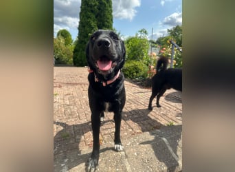 Emilija Fröhliche Labrador-Mischlingshündin sucht ihr Für-immer-Zuhause