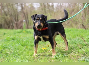 OSKAR - wer zeigt dem traurigen Hundemann wie schön ein Hundeleben sein kann?