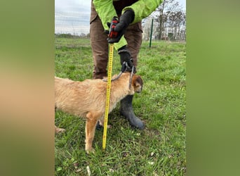 Jerry, geboren 15.07.2024, 42cm sucht sein Körbchen