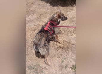 MAX - Traumhund sucht Traumzuhause