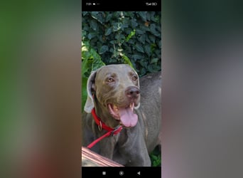 Traumhund sucht Traumzuhause – Vollblut-Weimaraner "Kapitän"