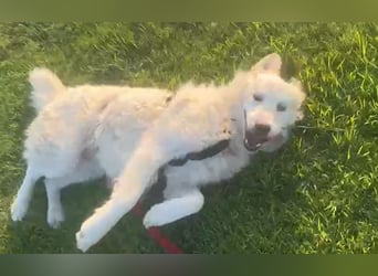 Pastorello: Traumhund sucht...
