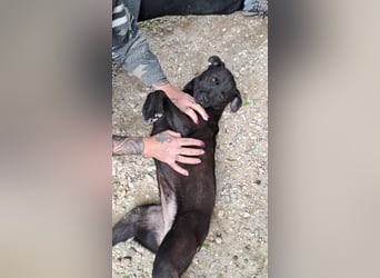 MERA - LIEF AUF DER STRAßE