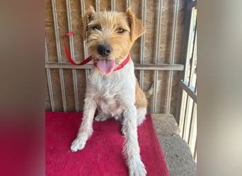 ❤️ superlieber Familienhund FLIP - 1,5 Jahre, 45cm - Foxi-Mix