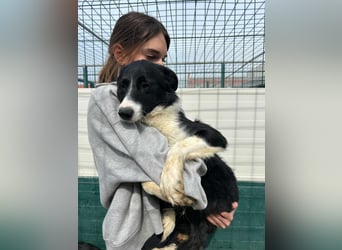 Rihanna mittelgroße Border Collie Mischlingshündin Mischling Junghund Hündin sucht Zuhause oder PS