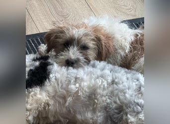 Zuckersüße Kuschelmaus sucht besonders tolles Zuhause – wartet in PLZ 57635