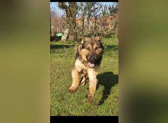 Bonzo sucht sein Zuhause im glück
