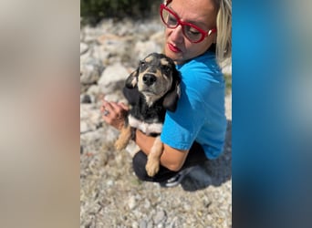 Franzl möchte euer Familienhund werden