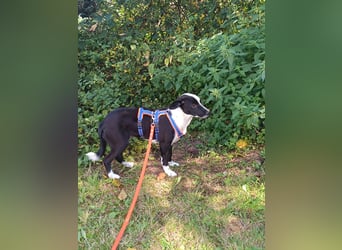 Dumbo sucht Familienanschluss