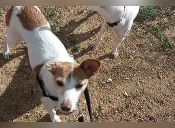 Bella (CO) sucht seine aktive Familie mit viel Humor