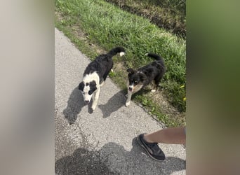Australian Shepherd Hündin