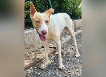 Fröhlichere WILLY mit einem Herzen aus Gold-freundlich zu Hund und MEnsch, läuft gut an der Leine