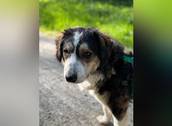 Ajko ist so ein toller Kerl und sucht sein Für-Immer-Zuhause