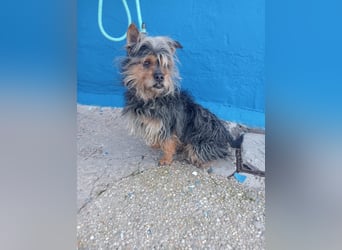 Tobby, sucht mit seiner Freundin Tara ein Zuhause