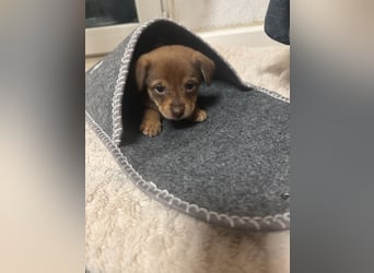 Zwergpinscher such neues Zuhause