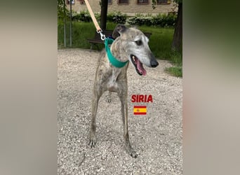 Siria,geb.03/19,freundliche Galgo Hündin sucht ihre Familie