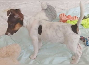 bezaubernde kleine NINA - 5-6 Monate, 18cm - Jack Russell