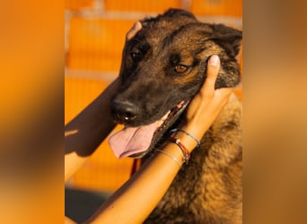 Malinois Brita ❤️ sucht aktive Familie