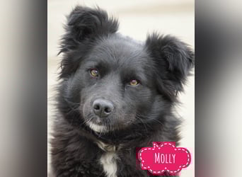 Molly absolut Anfänger geeignet
