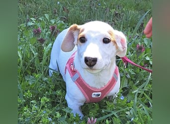 Sunny, fröhliches Hundemädchen sucht Familienanschluss