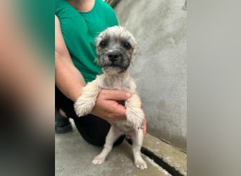 Sugar, geboren 01.05.2025, 21cm sucht ihr Glück