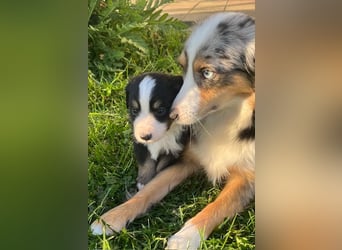 Miniature Australian Shepherd Welpen m. Papieren
