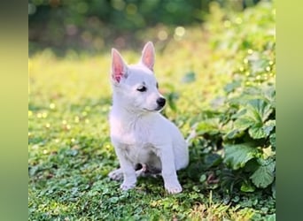 Zwergspitz-Pomeranian Mischlinge