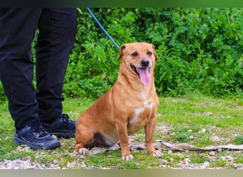 Albu, Mix Dackel / Pinscher, lieb und verträglich