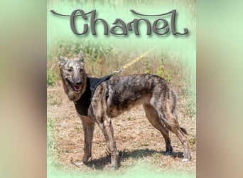 Chanel - eine ganz Feine