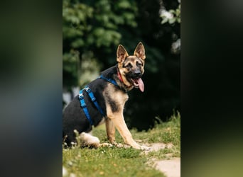 Verspielte Samantha sucht ihre Familie
