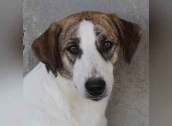 Mariela, geb. ca. 02/2022, lebt in GRIECHENLAND, im städt. Tierheim Serres